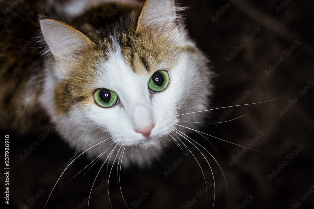 Green-eyed cat looking up