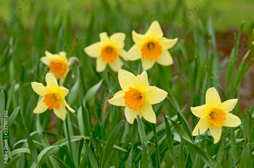 Fototapeta Naklejka Na Ścianę i Meble -  Daffodils, growing on a flower bed.