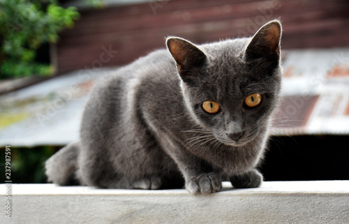 Cute little black cat, sitting on a white brick wall on a background blurred in the garden.