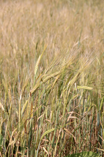 Large field of fresh wheat in countryside © Николай Григорьев