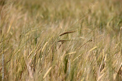 Large field of fresh wheat in countryside