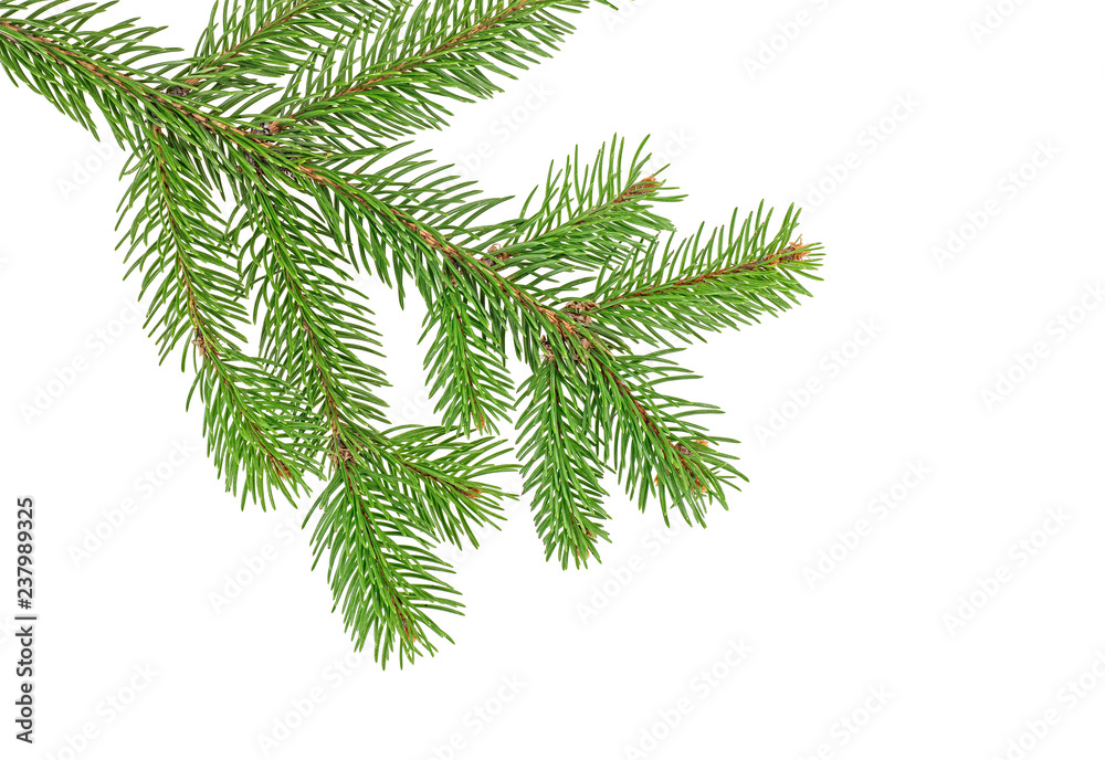 Pine tree branch isolated on white background Pine tree branch isolated on white background