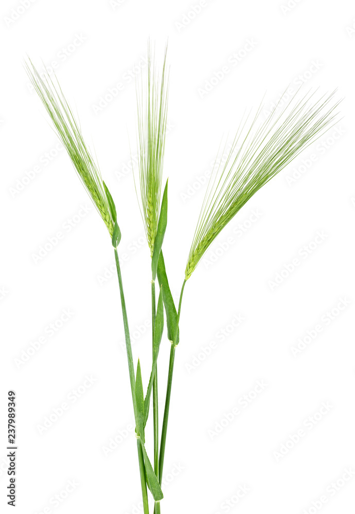 Green spikelet of barley on white background Green spikelet of barley on white background