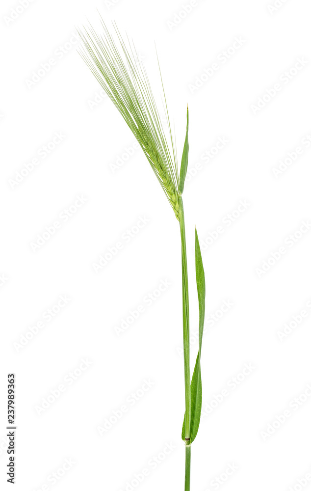 Single green spikelet of barley on white background Single green spikelet of barley on white background