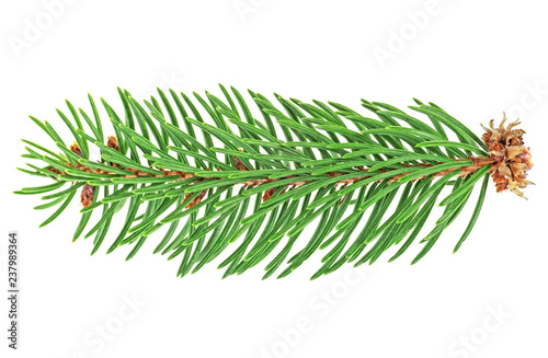 Small twig of pine tree isolated on white background