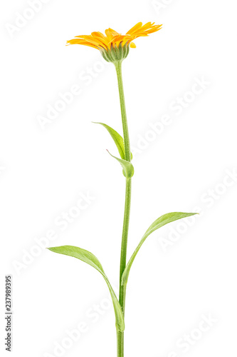 Marigold - Calendula officinalis isolated on white background.