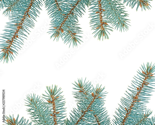 Branches of fir tree isolated on white background. Blue spruce.