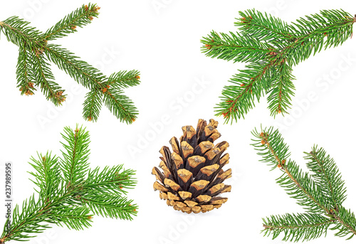 Fir branches and cone isolated on white background. Set of fir branches.