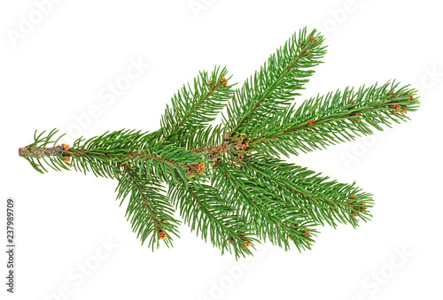 Green fir branch for christmas  isolated on white background.