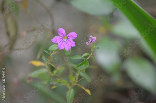 Flower in Garden