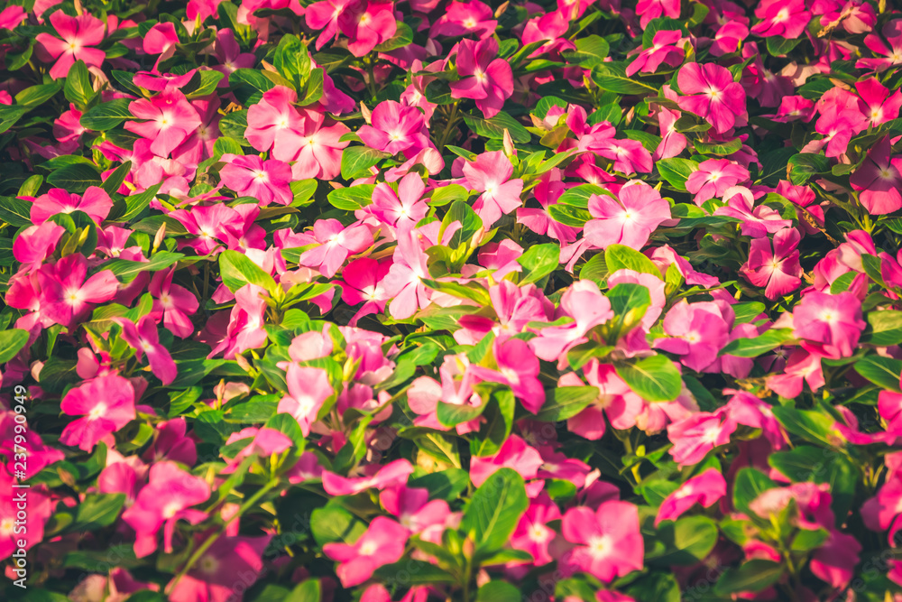 Catharanthus Roseus Flower