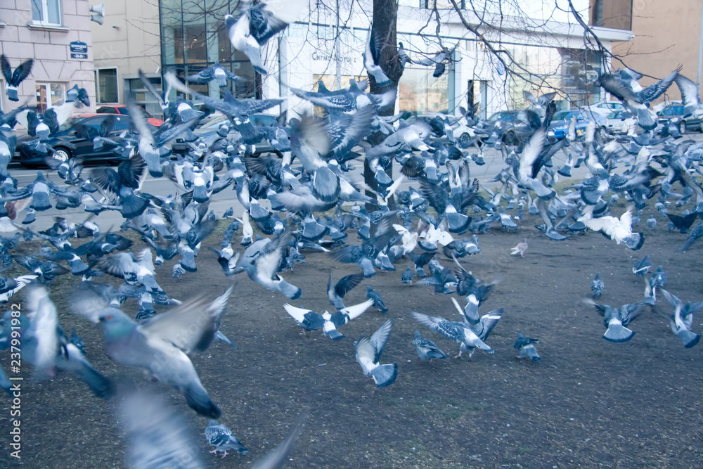 Obraz premium A flock of urban pigeons soars