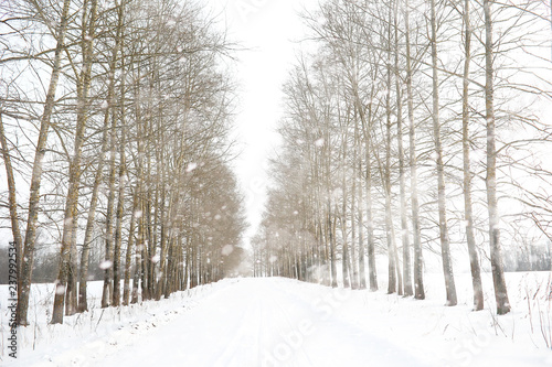 Winter landscape of country fields and roads © alexkich