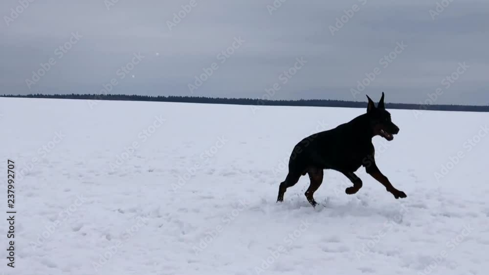 Doberman dog running on the snow slow motion Doberman dog running on the snow slow motion