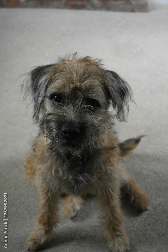 Border Terrier