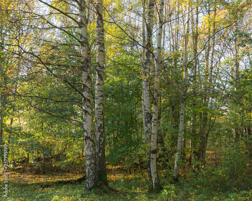 Two iscolated tress in local forest during autumn