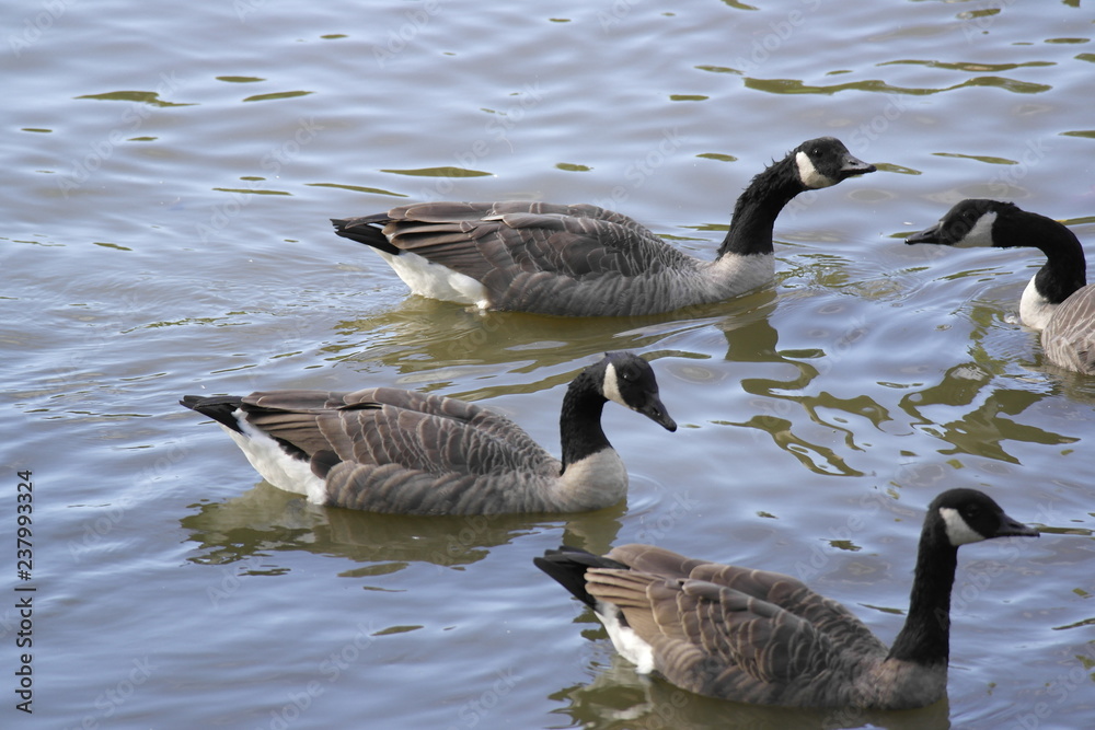 Obraz premium Geese