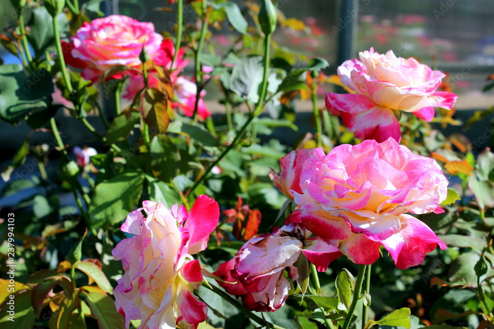 Fototapeta premium flowers in the garden