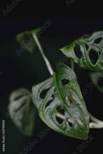 Close up of a tropical monstera obliqua or Swiss cheese vine plant leaf in front of black background