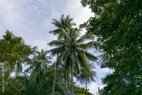 The coconut tree has grown in the jungle of Thailand.
