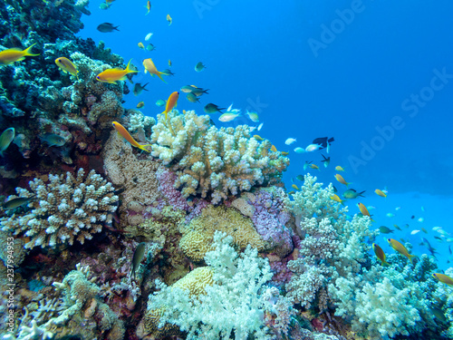 Colorful coral reef on the bottom of tropical sea, underwater landscape