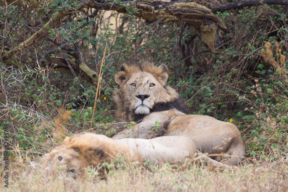 Naklejka premium Resting lion