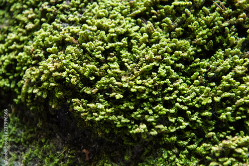 A moss growing on a rock.