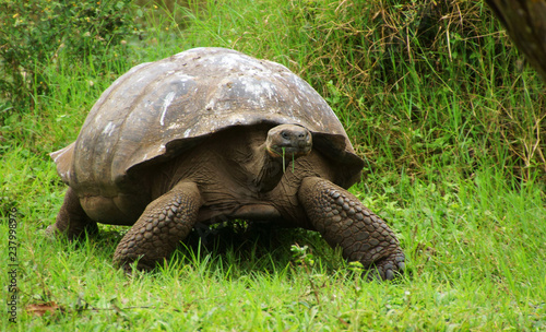 Galapagos Giant Tortoise with full mouth