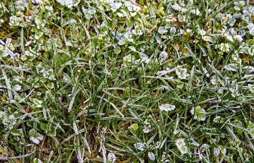 First frost on the grass in the winter closeup