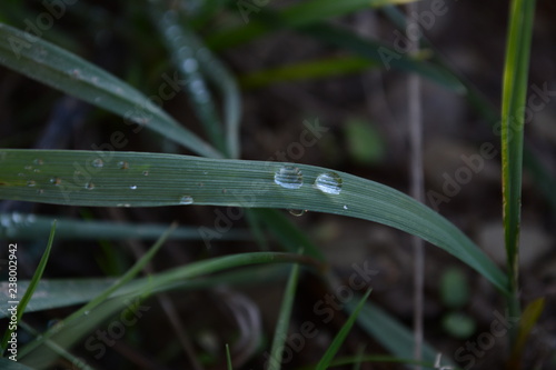 Wassertropfen Gras