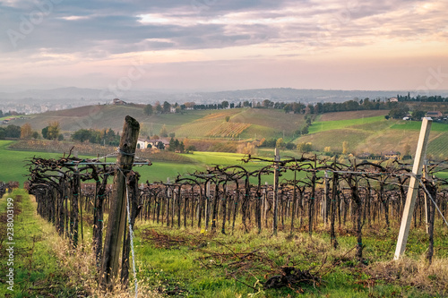 Cultivated fields and vineyards in the southwest of Bologna  Protected Geographical Indication area of typical wine named  Pignoletto . Bologna province  Emilia Romagna  Italy.
