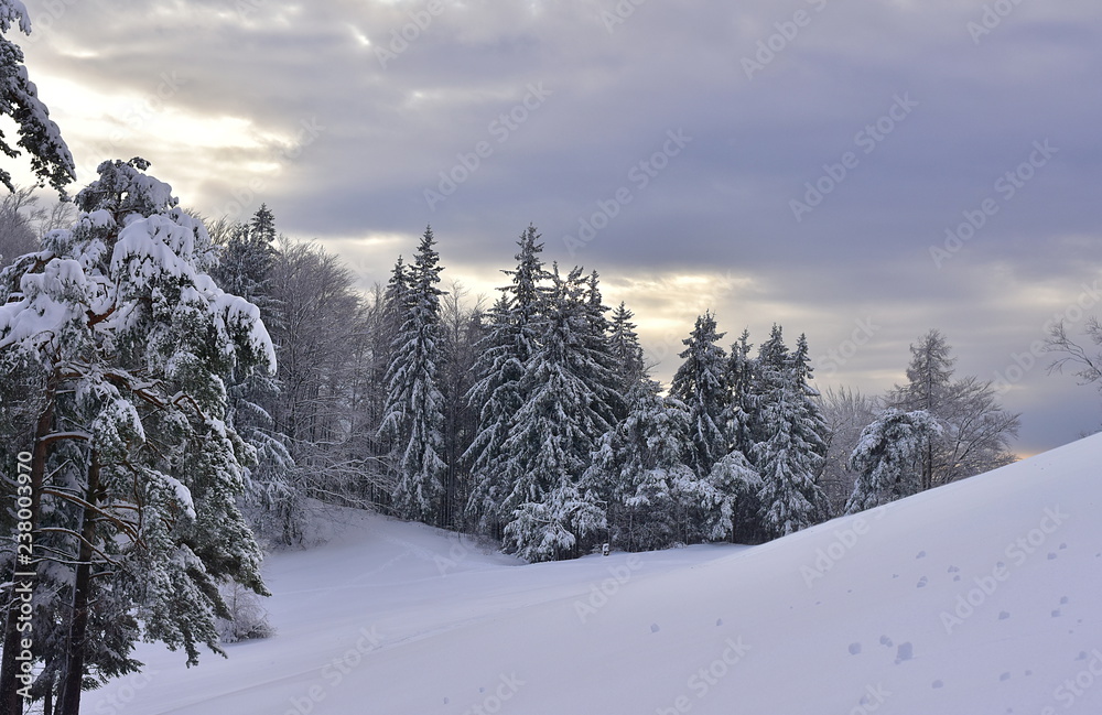 Obraz premium Beautiful snowy spruce with blue sky and clouds for the background and with spruces and beeches forest