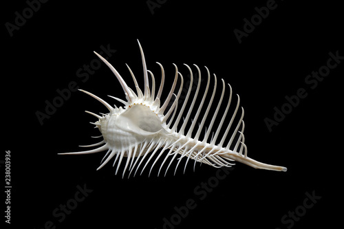 Sea shell : Venus comb murex (Murex pecten), one of genus of medium to large sized predatory tropical sea snails with extremely long siphonal canal, it's a one of world's most beautiful sea shell.