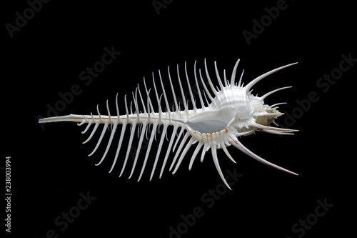 Sea shell : Venus comb murex (Murex pecten), one of genus of medium to large sized predatory tropical sea snails with extremely long siphonal canal, it's a one of  world's  most beautiful sea shell. photo