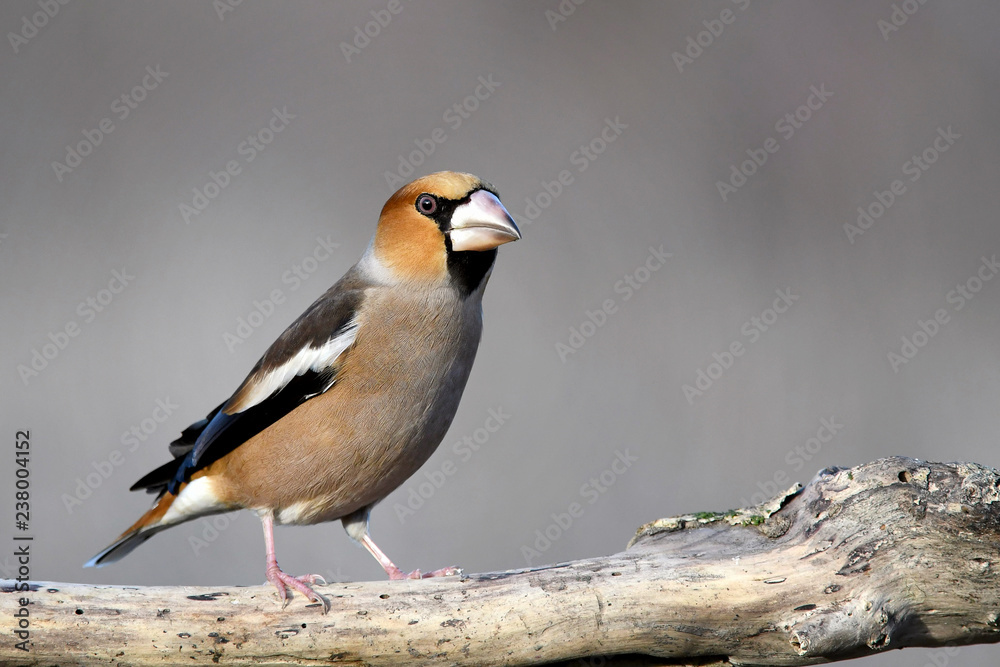 Hawfinch, Coccothraustes coccothraustes, sitting on a stick. Hawfinch, Coccothraustes coccothraustes, sitting on a stick.