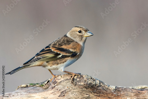 Brambling, Fringilla montifringilla, sitting on a stick.