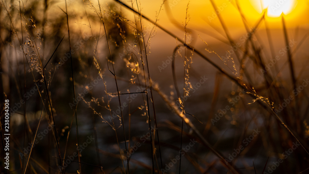 Close up of grass during golden hour with blur applied to the background