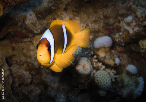 Clownfish, Red Sea