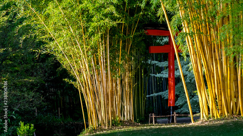 Bamboo forest in the Anduze bamboo plantation