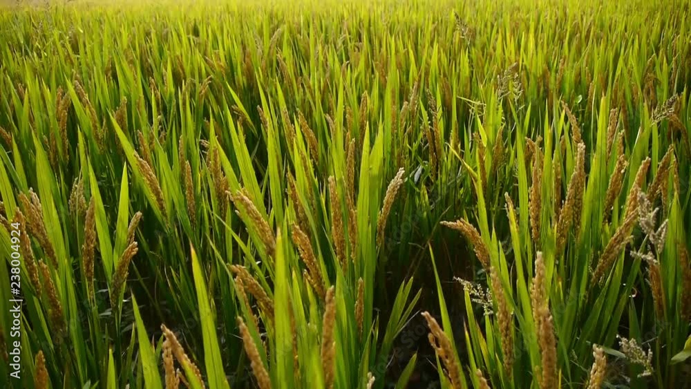 Asian golden rice paddy,wait for the harvest. Asian golden rice paddy,wait for the harvest.