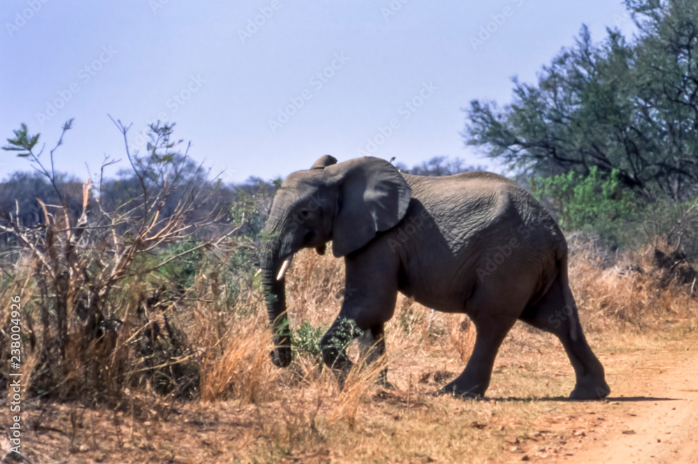 Obraz premium Elephant, (Loxodonta africana), Kruger National Park, Mpumalanga, South Africa, Africa