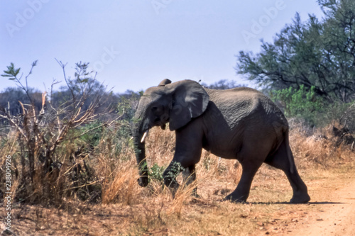 Elephant   Loxodonta africana   Kruger National Park  Mpumalanga  South Africa  Africa