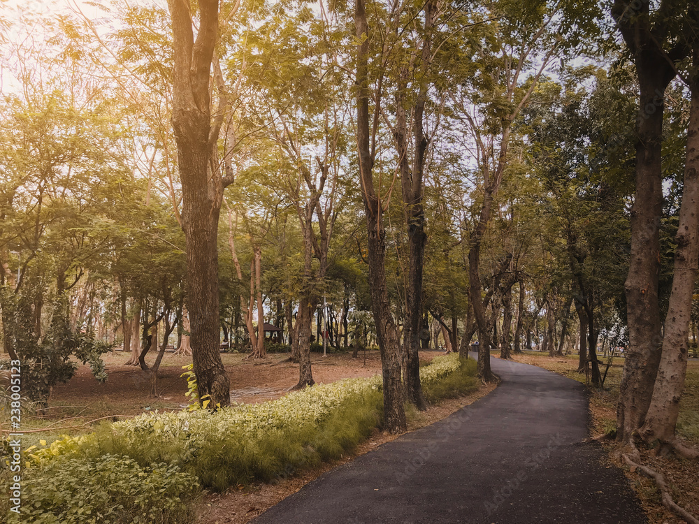 dramatic asphalt path way in fall autumn public park with warm light for background , relax or fresh concept vintage tone dramatic asphalt path way in fall autumn public park with warm light for background , relax or fresh concept vintage tone