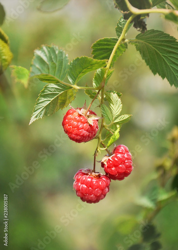Ripe raspberry berries on a branch in the garden.