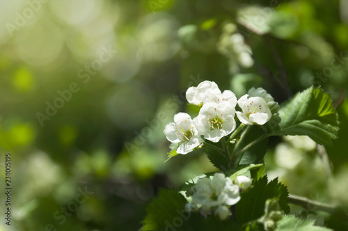 Flowers of hawthorn on a branch with leaves in the rays of the morning sun. Blooming spring tree. photo