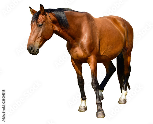 Horse standing isolated on white