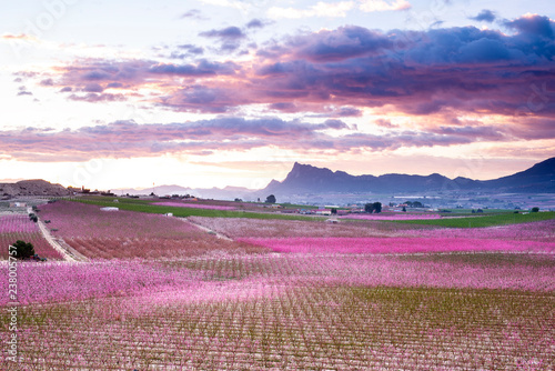 La Floración