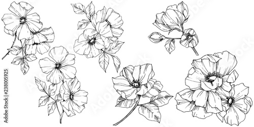 Vector Rosa canina flower. Black and white engraved ink art. Isolated rosa canina illustration element.