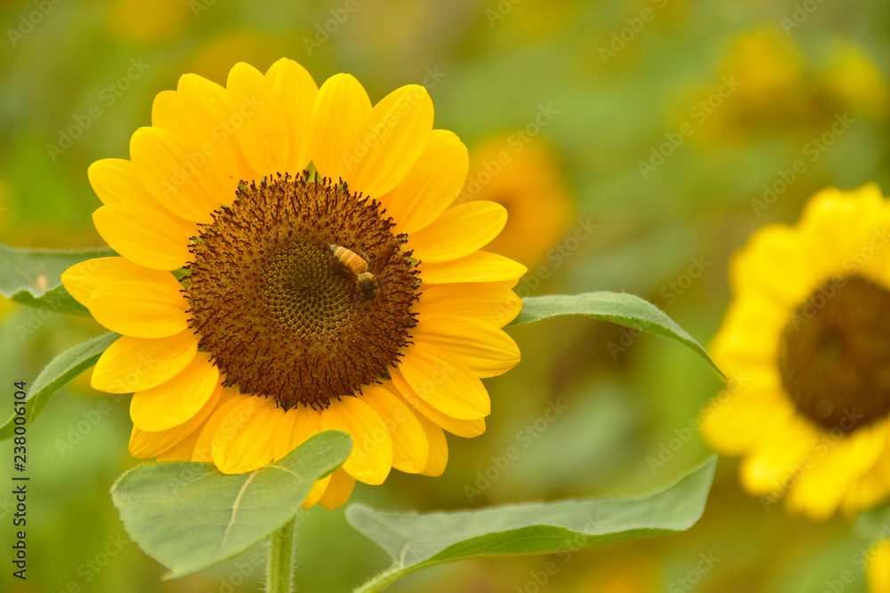The Pollen of Sunflower with a Bee The Pollen of Sunflower with a Bee