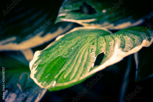 Feuille verte trouée sous la pluie
